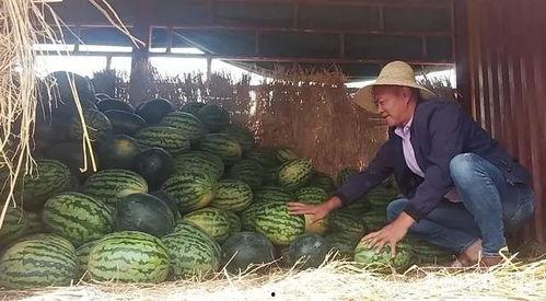 工职院昆明吃瓜,一场别开生面的“吃瓜”盛宴