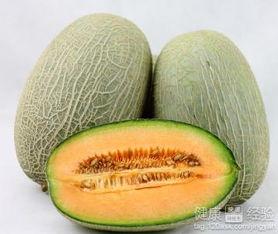 史宾格可以吃哈密瓜吗,哈密瓜的适宜性分析