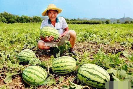 韩城吃瓜香山路直播,一场别开生面的吃瓜盛宴