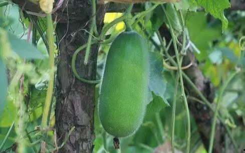 秋后吃那三瓜,揭秘秋后必吃的“三瓜”养生之道